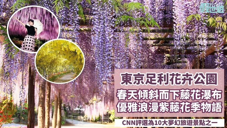 東京足利花卉公園紫藤花瀑布，CNN評選為10大夢幻旅遊景點之一，一年一度的紫藤花季物語，紫藤優雅浪漫的風采，讓人瞬間如在戀愛~