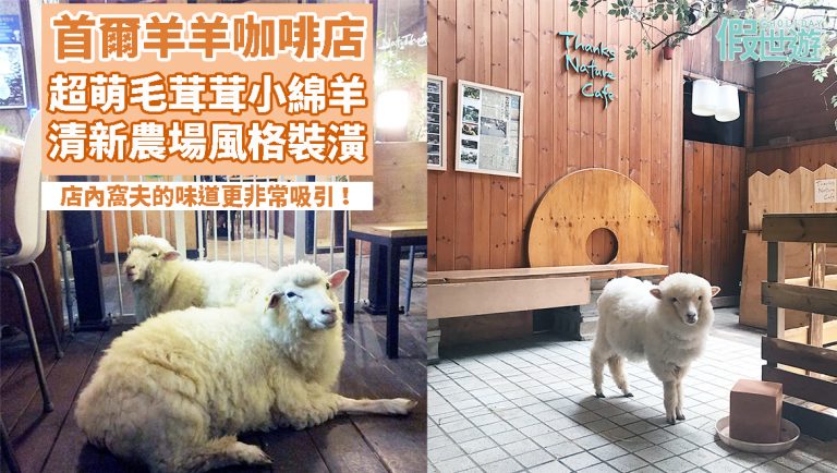 首爾特色羊羊Cafe｜可愛毛茸茸的小羊，清新農場風格的裝潢，一邊吃、一邊喝、一邊與綿羊玩！
